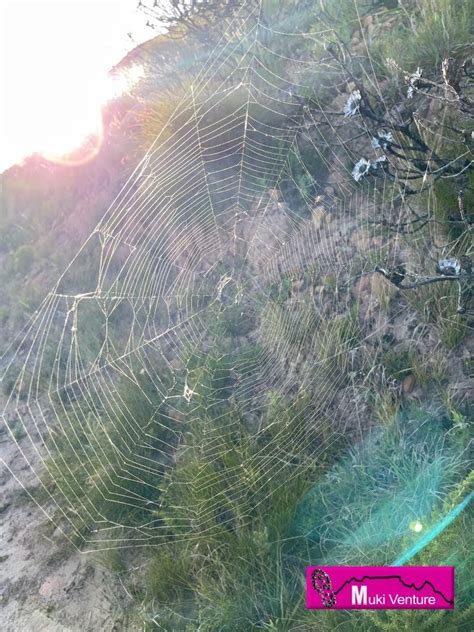 The mystery of the giant spider webs may finally be solved..